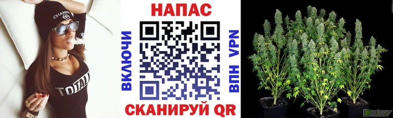 где можно купить наркотик  Спасск-Рязанский  Канабис план 